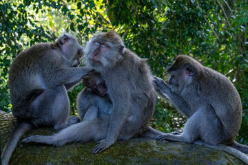 Crab-eating macaques (Macaca fascicularis lat.) at Monkey Forest in Ubud. Bali, Indonesia.