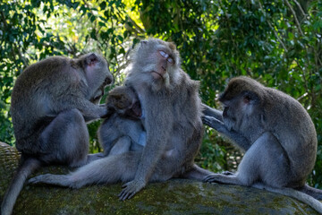 Crab-eating macaques (Macaca fascicularis lat.) at Monkey Forest in Ubud. Bali, Indonesia.