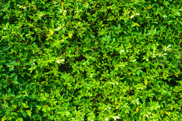 Obraz premium Low light green leaf in the garden.