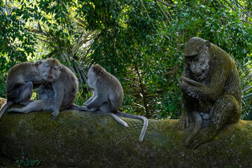 Crab-eating macaques (Macaca fascicularis lat.) at Monkey Forest in Ubud. Bali, Indonesia.