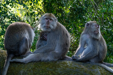 Crab-eating macaques (Macaca fascicularis lat.) at Monkey Forest in Ubud. Bali, Indonesia.