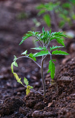 Young plant growth from the forest or seedling that is growing from the soil, with copy space on the left on white background with clipping path. selective focus