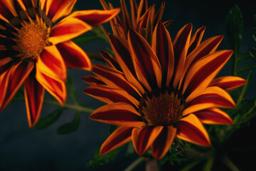 Closeup photo of orange flowers Gazania Harsh with black background