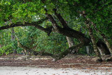 Old tree horizontally lying on the beach in Langkawi Inland, Malaysia 