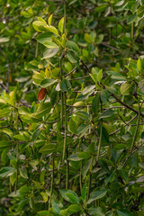 Mangroves Plant at the Mangrove Forest in Langkawi Island, Malaysia