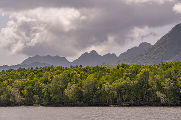 Mangroves Forest in Langkawi Island, Malaysia