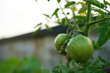 Fresh and nutritious tomato object, home grown crops