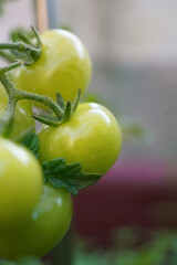 Fresh and nutritious tomato object, home grown crops