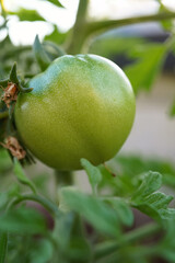 Fresh and nutritious tomato object, home grown crops