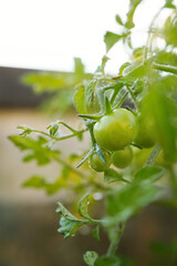 Fresh and nutritious tomato object, home grown crops