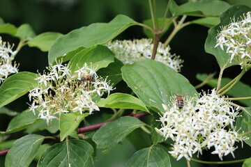 Cape bees on Dogwood