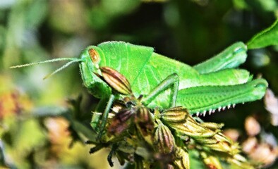 Close up of a green Grasshopper mixed media