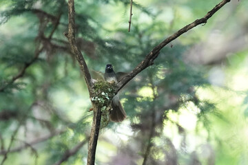 japanese paradise flycatcher on a branch