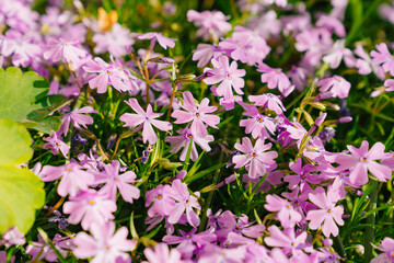 Phlox subulata. flower carpet for the cottage or flower beds near the house. beautiful lilac flowers. A popular ornamental garden plant, it is cultivated all over the world.