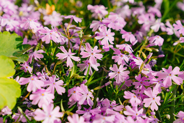 Obraz na płótnie Canvas Phlox subulata. flower carpet for the cottage or flower beds near the house. beautiful lilac flowers. A popular ornamental garden plant, it is cultivated all over the world.