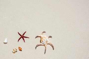 Starfish, shells on the sand on the shore of the Indian Ocean.