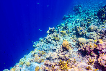 The magnificent underwater world of the Maldives.