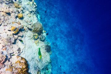 The magnificent underwater world of the Maldives.