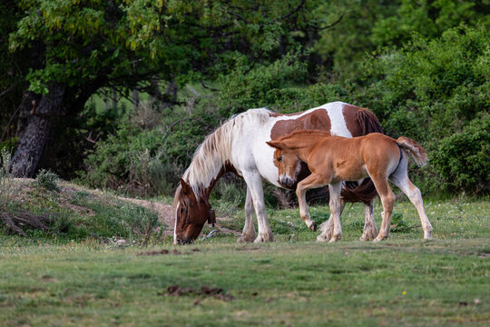Young foal accompanying his mother while grazing in the meadow. Fresno de la Carballeda, Zamora, Spain.