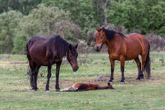 Mares observing the foal lying in the meadow. Fresno de la Carballeda, Zamora, Spain.