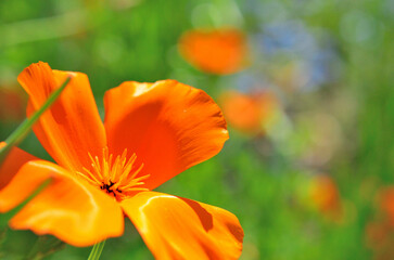 公園に咲くハナビシソウ（カリフォルニアポピー）