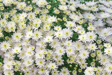 Large white bouquet of bush chrysanthemums. ?oncept of gardening, summer, autumn. Flower background