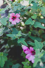 pink hibiscus plant outdoor in sunny backyard