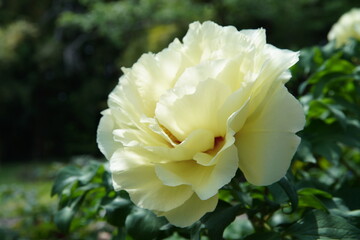 京都府立植物園の牡丹