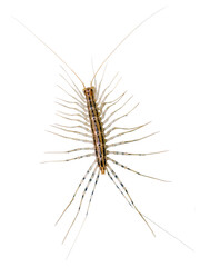 House centipede (Scutigera coleoptrata).