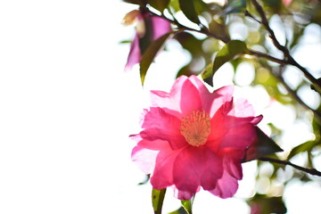 camellia