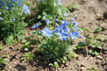 京都府立植物園の花壇