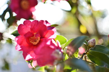 Obraz premium camellia