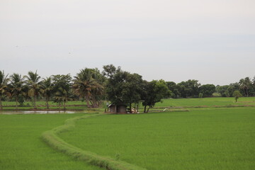 Obraz premium landscape with cows and trees in south Indian 