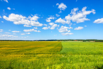 Cultivated fields in the country on a beautiful summer day