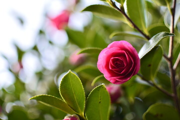 camellia