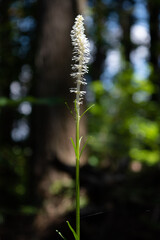 Chionographis japonica flower in the sunny forest