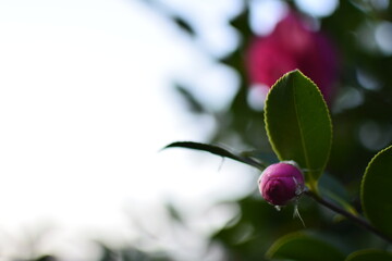 Obraz na płótnie Canvas camellia