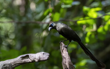 Racket-tailed treepie perching on tree branch in the forest , Thailand