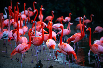 Beautiful flamingos walking in the water with green grasses background. American Flamingo walking in a pond.