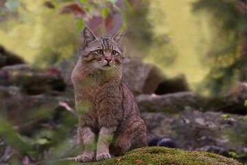 Portrait of a beautiful european wildcat in the nature habitat. Felis silvestris.  © Monikasurzin