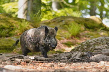 Sus scrofa. Beautiful portrait of a wild boar in the nature habitat. 