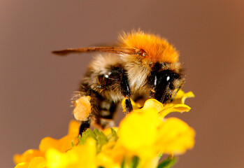 Honigbiene © artfocus