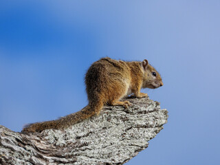 Cape ground squirrel isolated in a dry tree