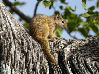 Cape ground squirrel isolated in a dry tree