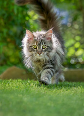 A cute young fluffy tabby Maine Coon cat kitten walking front view on green garden lawn and looking curiously, Germany