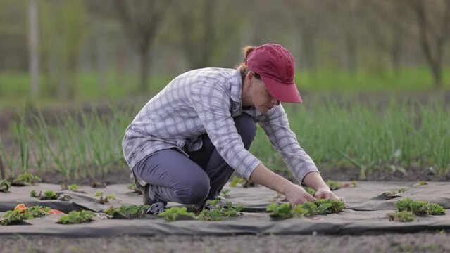 Mature caucasian female weeding green strawberry seedlings on isolated soil with mulch. Beautiful woman farmer working hard in home garden field.