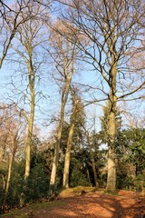 forrest of park De Mick, Brasschaat, Belgium
