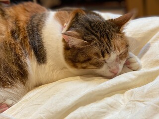 2 years old female cat sleeping on bed, closeup head shot, Ms. Macaron year 2022 May 19th