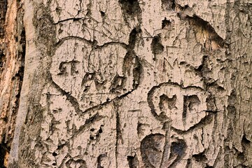 hearts in a dead tree in park De Mick, Brasschaat, Belgium