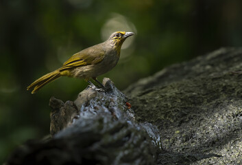Beautiful Stripe-throated Bulbul or Pycnonotus finlaysoni perching on log with green background , Thailand